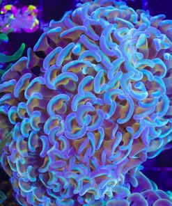 Wysiwyg Unique blue yellow hammer coral colony (C22)