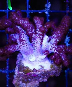 Wysiwyg Rooster Coral (C23)