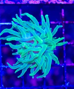 Wysiwyg Tiny Hydra Torch (C24)