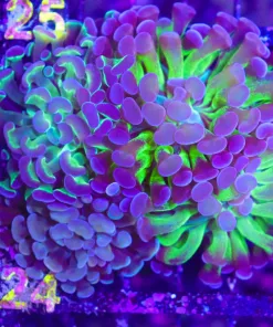 Wysiwyg 3 for 1 Hammer Coral Combo PAck (C24)