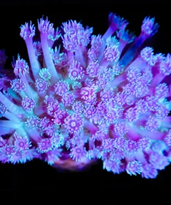Wysiwyg Unique Two Tone Flowerpot Coral Colony (C25)