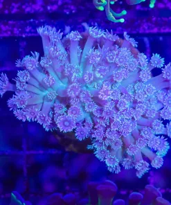 Wysiwyg flowerpot coral colony (C25)