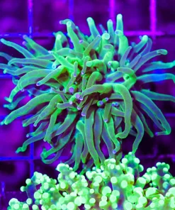 Wysiwyg Small Torch Coral (C26)