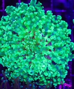 Wysiwyg Yayaemensis Coral *rare* (C27)