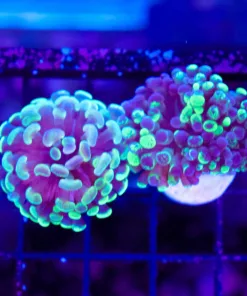 Wysiwyg 2 for 1 Hammer Coral Combo Frag Pack (C30)
