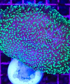 Wysiwyg Large Tyree Toadstool Neon Green Leather Coral Colony (C30) *Free shipping! No minimum livestock spend*