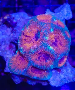 Wysiwyg Acan Enchinata Captive Grown! (C31)