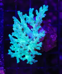 Wysiwyg Wild Caught Nepethea Leather Coral Colony (C32)