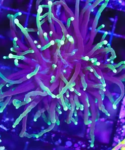 Wysiwyg Torch Coral (C33)