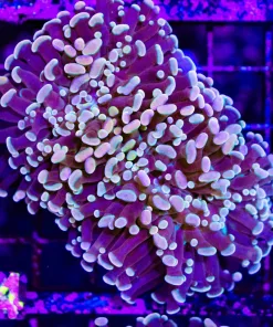 Wysiwyg Hybrid Hammer x Frogspawn Frammer Unique Color Colony (C34)