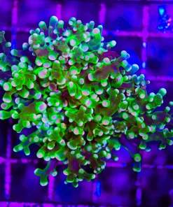 Wysiwyg Orange Dipped Green Frogpsawn *March's top pick right now"* (C35)