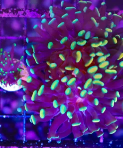 Wysiwyg Golden Purple hammer large + bonus freeby small torch coral frag (C36)