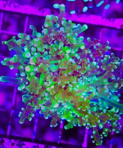 Wysiwyg Orange Dipped Green Frogpsawn *March's top pick right now"* (C36)