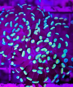 Wysiwyg Gold Drip Hammer Coral Colony 3-4 Heads Large When Open (C37)