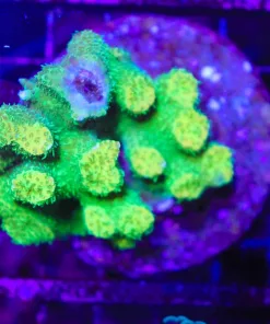 Wysiwyg PICK UP ONLY sorry!*Sunset Acropora Millepora Colony Stump (C38)