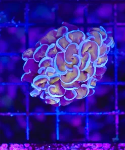 Wysiwyg Blue Gold Hamme Coral (C38)