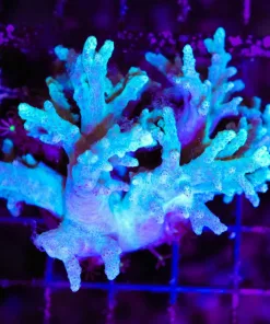 Wysiwyg Wild Caught Npethea Leather Colony (C39)