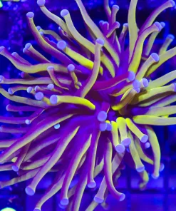 Wysiwyg Aussie Golden Torch Coral (C4)