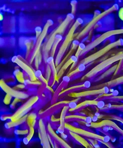 Wysiwyg Australian Gold Torch Coral (C4) *Free Shipping !*