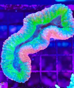 Wysiwyg Pink Blue Green Tricolor Unique Australian Lobophylia Coral (C40)