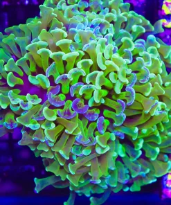 Wysiwyg One Of A Kind Hammer Coral (C41)