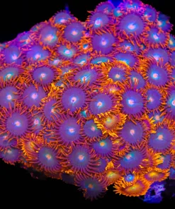 Wysiwyg Large Gatorade Zoanthid Coral Colony (C42)