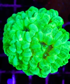 Wysiwyg Cultured in our farm Trumpet Coral Colony (C43)