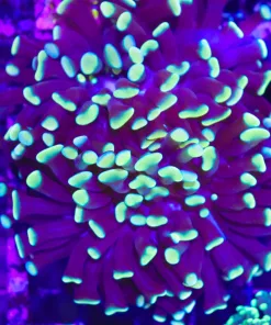 Wysiwyg Purple Gold Hammer Coral 3 Heads (C45)