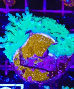 Wysiwyg PICK UP ONLY sorry!* ORA Hawkins ENchinata Colony Stump (C46)