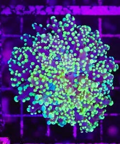 Wysiwyg Golden Octospawn (C47)