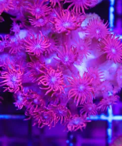 Wysiwyg Top Shelf Aquatics Pink Dream Flowerpot (C48)