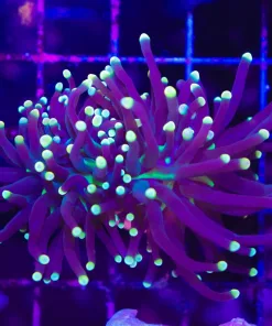 Wysiwyg Black Hornet Torch Coral (C48) *Free Shipping ! Minimum $199 livestock spend*