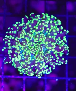 Wysiwyg Dr Oct Octospawn (C49)