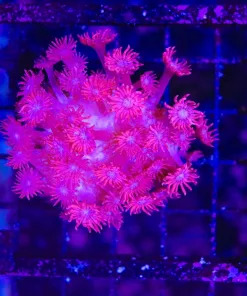 Wysiwyg Top Shelf Aquatics Pink Panther Gonipora (C5)