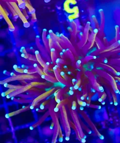 Wysiwyg Two Tone Torch Coral (C5) *Free Shipping ! Minimum $199 livestock spend*