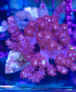 Wysiwyg Purple Nepethea Coral (C51)