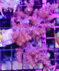 Wysiwyg Large Purple Kenya Tree Colony (C52)