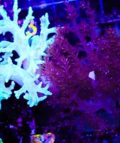 Wysiwyg 2 for 1 soft coral combo pack large pieces (C52)