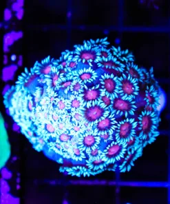 Wysiwyg Blue Flowerpot Coral (C53)