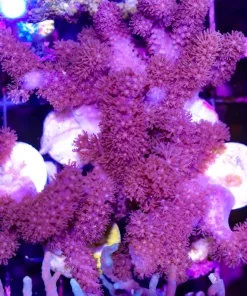 Wysiwyg Large Purple Colt Coral Frag (C54)