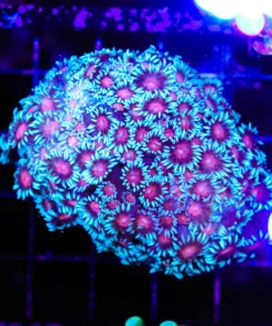 Wysiwyg Blue Flowerpot Coral (C56)