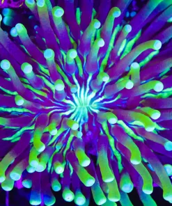 Wysiwyg Show Piece Long Tenacle Plate Coral (C57) *Free Shipping ! No Minimum Livestock Spend*