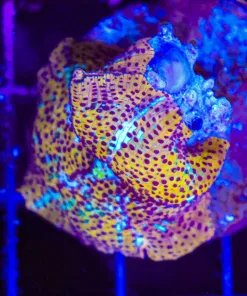 Wysiwyg Snow Leaopord Mushroom (C59) *Free Shipping ! Minimum $249 livestock spend*