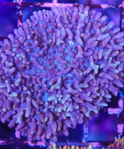 Wysiwyg XL Popcorn Mushroom (C59)