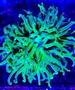 Wysiwyg Hydra Green Torch (C6)