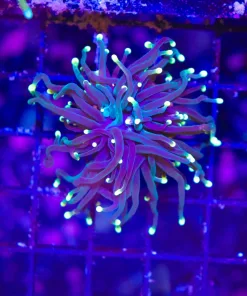 Wysiwyg Small Torch Coral Frag (C6)
