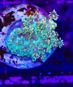 Wysiwyg Golden Flowerpot (C61)