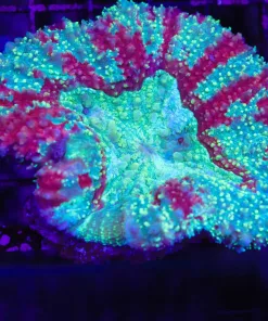Wysiwyg Brain COral *pick up ony please* (C61)
