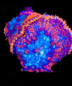 Wysiwyg 2x Rainbow Spiro Mushrooms (C62)