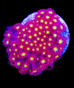 Wysiwyg Collin's Foord Coralmorpholigic Miami - Large Super bright bernardpora coral (C63)